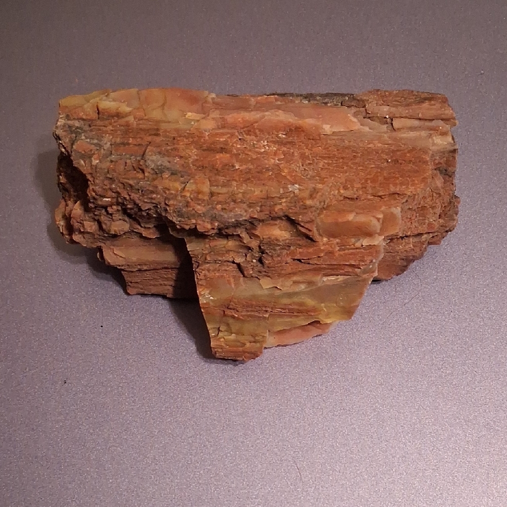Natural Petrified Wood Display Piece
